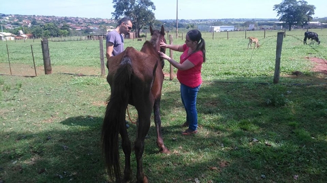 Polícia Ambiental de Votuporanga multa dono por maus-tratos a cavalo 