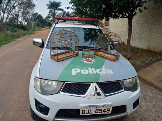 Homem é multado por ter canarinhos em gaiolas