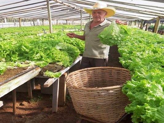 DA HORTA DO VALDECIR ANTÔNIO PRA SANTA CASA