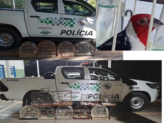 Polícia Ambiental apreende 14 aves em cativeiro em Votuporanga