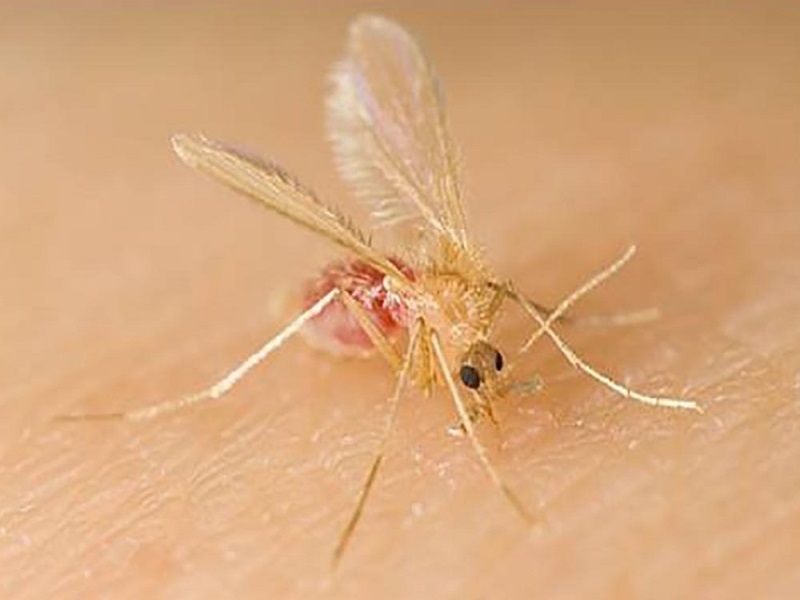 Prefeitura de Votuporanga alerta sobre a leishmaniose visceral
