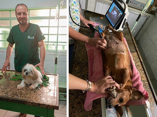 Dia do Médico-Veterinário: mercando em expansão na região