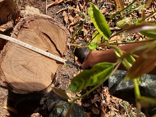 Tronco de uma das árvores cortadas pelo autuado