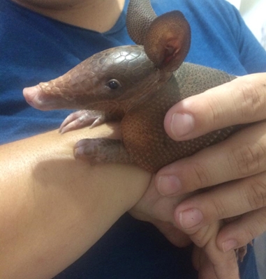 TATUZINHO PERDIDO É RESGATADO E SE RECUPERA EM VOTUPORANGA