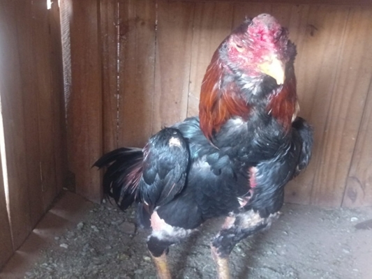 Criação de galo de briga em Álvares Florence
