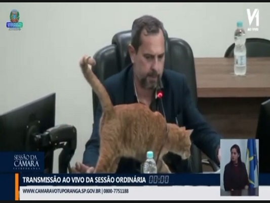 Conheça Lelo: o gato da Câmara de Votuporanga 
