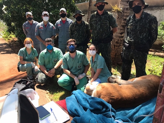 Onça é capturada em casa de Jales