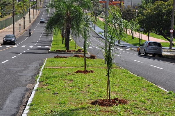 SAEV FAZ PLANTIO DE MUDAS NA AVENIDA DO ASSARY