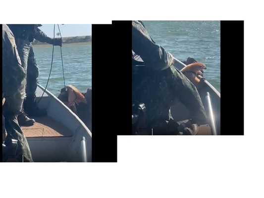 Polícia Ambiental resgata tamanduá ilhado no rio em Cardoso