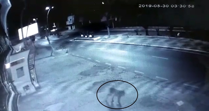 PASSEIO DE ONÇA NA CIDADE