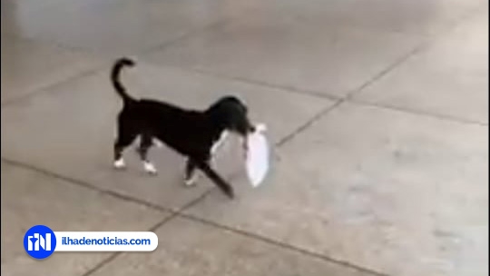 Cachorrinho leva pão para a dona em Ilha Solteira