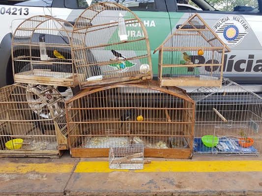 POLÍCIA AMBIENTAL FLAGRA HOMEM QUE CAPTURAVA PASSARINHOS