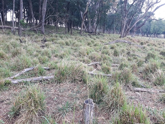 Fazendeiro leva multa de R$124 mil da Polícia Ambiental 