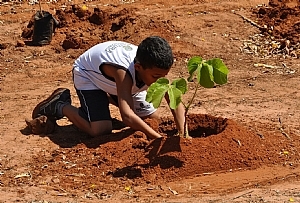 SAEV: mais de 10,7 mil árvores plantadas em 2017