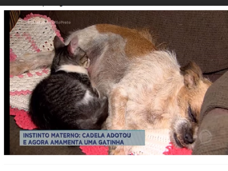 Cachorrinha adota gata em Jales
