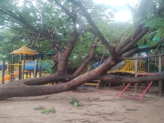 Queda de árvore no Parque da Cultura