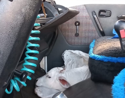 Ladrões levam bezerro em cabine de caminhão