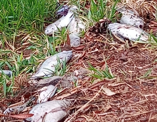 SAEV E CETESB investigam morte de peixes 