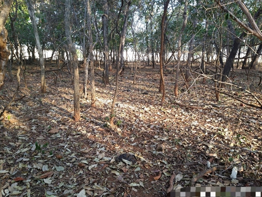 Proprietário rural multado por danificar vegetação nativa