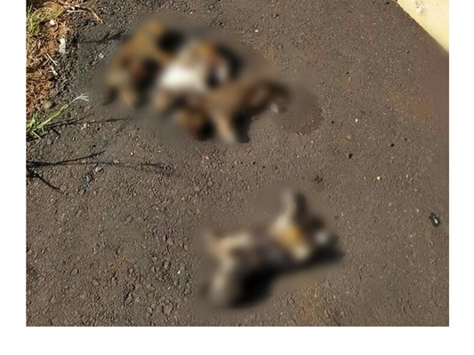 ANIMAIS SÃO MORTOS A PAULADAS EM VOTUPORANGA