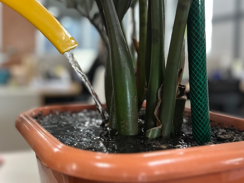 Dicas práticas para irrigação das plantas e jardim