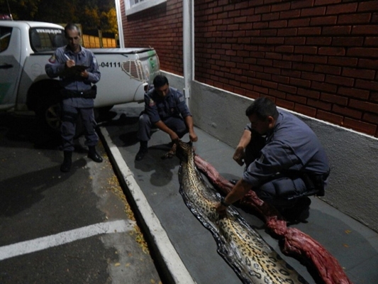 COBRONA: polícia pega 4 que mataram sucuri em rio
