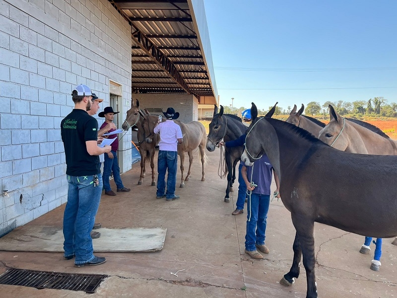 Alunos de Veterinária da Unifev participam do Encontro de Muladeiros 