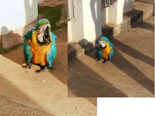 Filhote de arara azul é resgatado ao cair em prédio de Votuporanga 