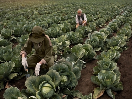 Desenvolvimento Econômico destaca rastreabilidade vegetal