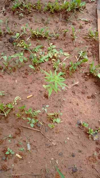 DISE DE VOTUPORANGA RECUPERA CARRO E ACHA PÉ DE MACONHA
