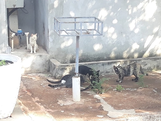 Animais ficaram na rua e em área verde 