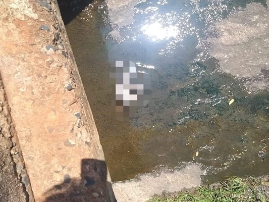 Morador de Votuporanga suspeito de matar gato a pauladas 