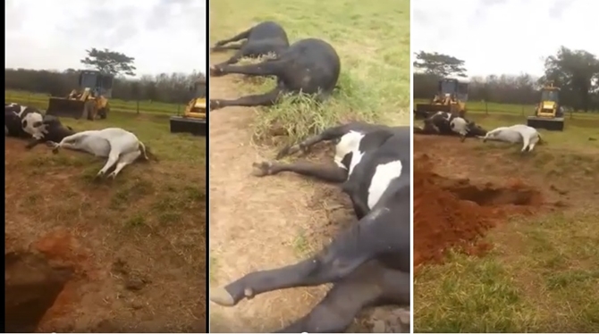 Animais foram enterrados em vala comum com ajuda de máquinas