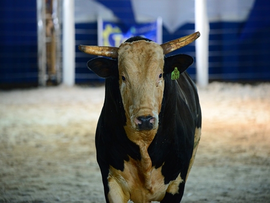 Touro mais valorizado do Brasil estreia no Votu Rodeo 