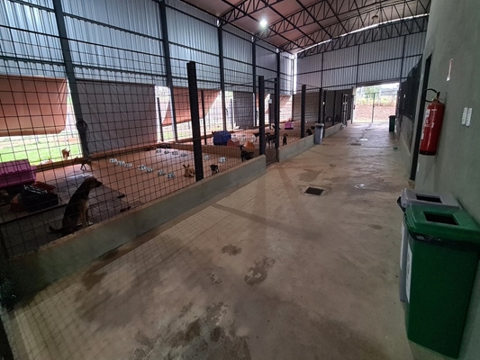 ALERTA: a importância de vacinação dos animais