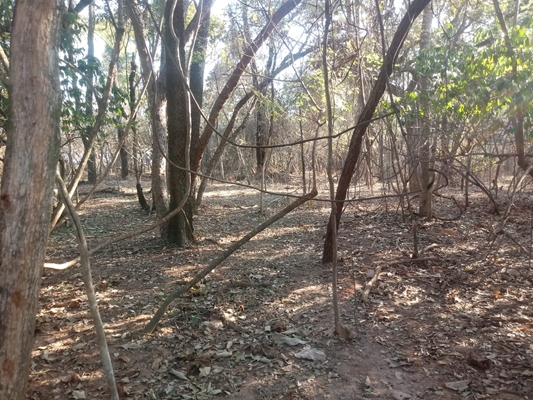 Sitiante de Macaubal é multado por dano ambiental