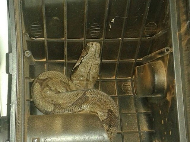 Jiboia estava dentro de motor em concessionária de Jales 