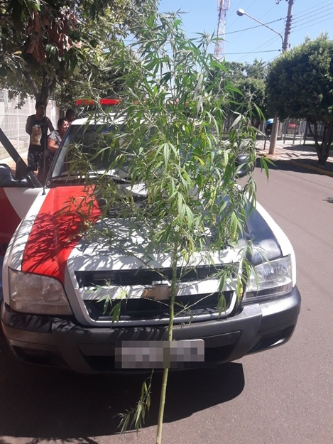 HOMEM TINHA PÉ DE MACONHA GIGANTE EM TERRENO 