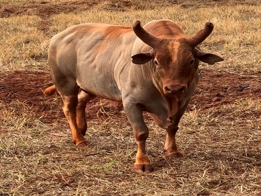 Touro Cobiçado 