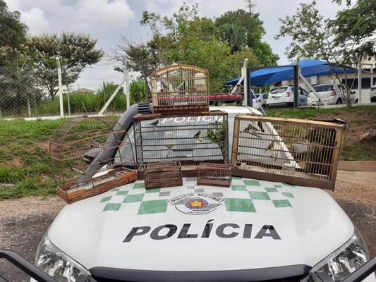 Morador de Votuporanga tinha 8 pássaros silvestres