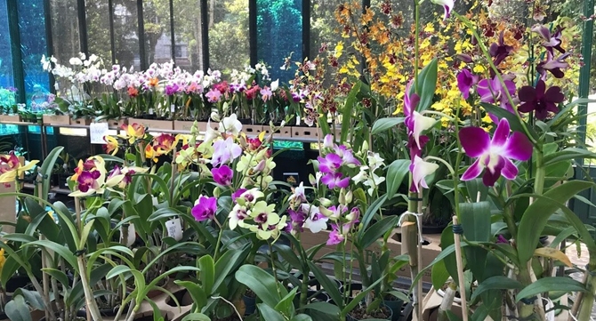 COLORIDA E PERFUMADA COMEÇA EXPOSIÇÃO DE ORQUÍDEAS