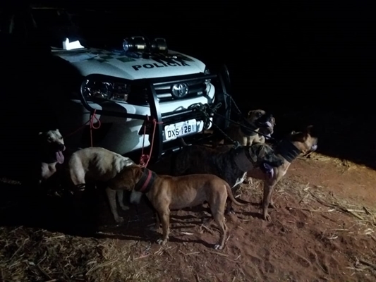 Polícia Ambiental pega caçadores ilegais de javali
