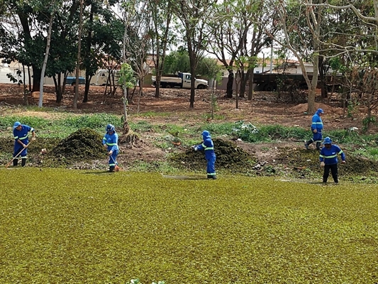 Retirada de algas para evitar mortes de peixes
