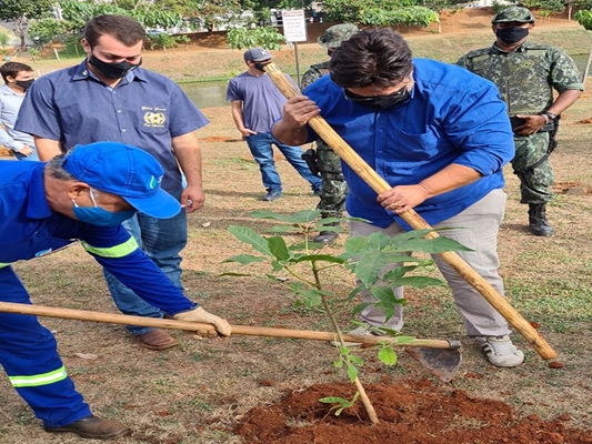 Árvores para a Semana Mundial do Meio Ambiente