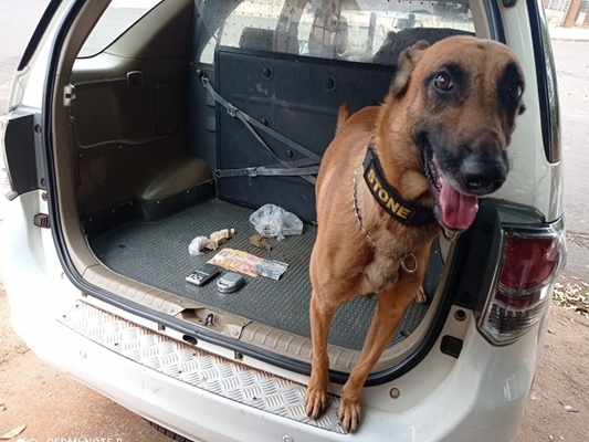 Cão farejador ajuda a prender traficante em Votuporanga