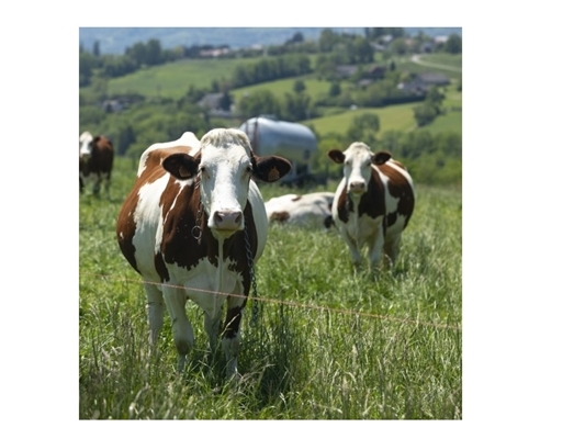 Campanha de vacinação contra a Brucelose até 30 de junho