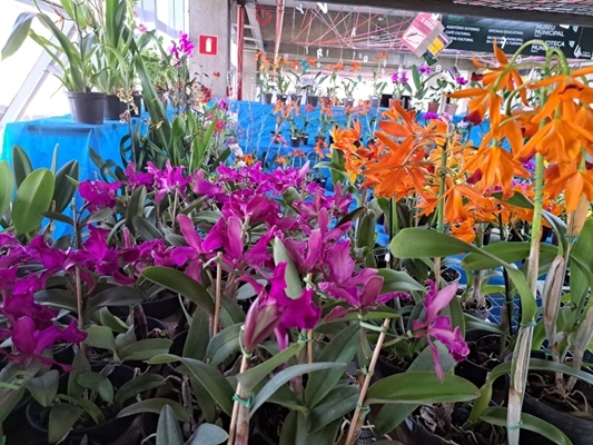 Votuporanga recebe 27ª Exposição Nacional de Orquídeas