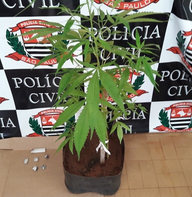 Agentes da Dise prendem traficante que plantava e vendia maconha em 