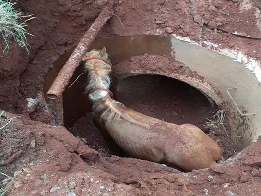 Cavalo fica preso em buraco de galeria 
