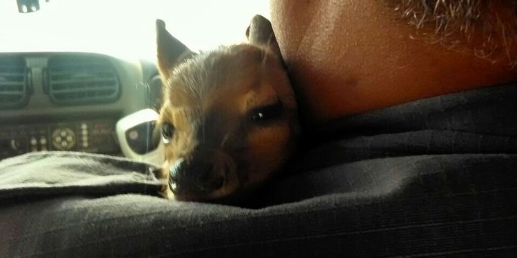 VEADINHO ABANDONADO É CAPTURADO NA REGIÃO